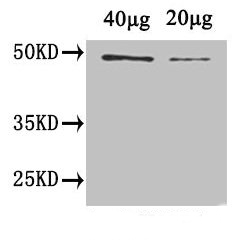 Western blot using anti-plant CYCB1 antibodies